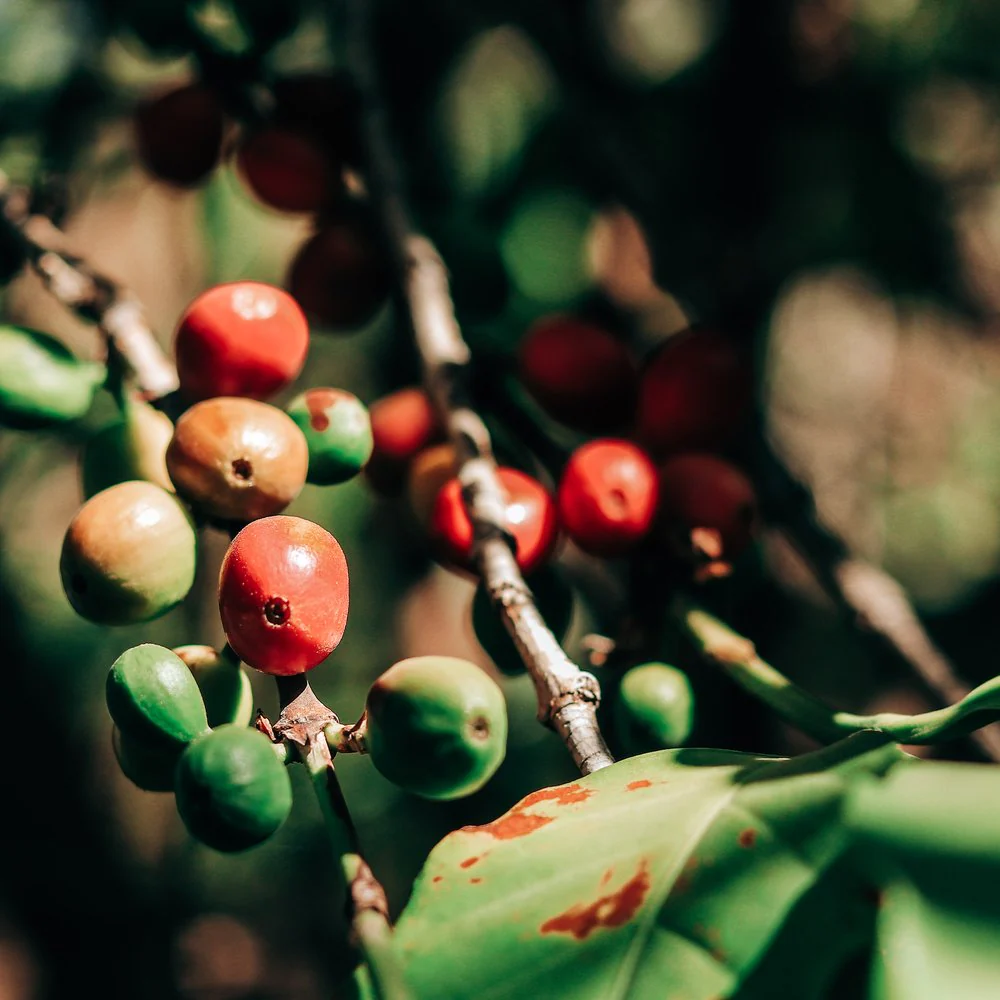 Wholesale Green Coffee Beans