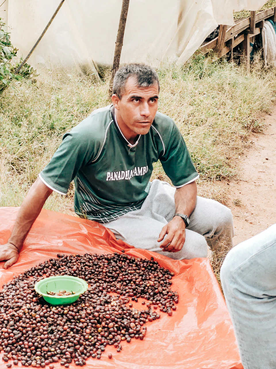 Clearance Wholesale Green Coffee Beans UK